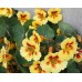 СЕМЕНА НАСТУРЦИЯ КЛУБНИКА СО СЛИВКАМИ, 1 Г GL SEEDS СЕМЕНА НАСТУРЦИЯ КЛУБНИКА СО СЛИВКАМИ, 1 Г GL SEEDS