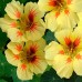 СЕМЕНА НАСТУРЦИЯ КЛУБНИКА СО СЛИВКАМИ, 1 Г GL SEEDS СЕМЕНА НАСТУРЦИЯ КЛУБНИКА СО СЛИВКАМИ, 1 Г GL SEEDS