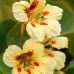 СЕМЕНА НАСТУРЦИЯ КЛУБНИКА СО СЛИВКАМИ, 1 Г GL SEEDS СЕМЕНА НАСТУРЦИЯ КЛУБНИКА СО СЛИВКАМИ, 1 Г GL SEEDS