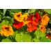 СЕМЕНА НАСТУРЦИЯ МЭЛБА, 1 Г GL SEEDS СЕМЕНА НАСТУРЦИЯ МЭЛБА, 1 Г GL SEEDS