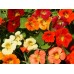 СЕМЕНА НАСТУРЦИЯ РАЙСКИЕ ПТИЦЫ, 1 Г GL SEEDS СЕМЕНА НАСТУРЦИЯ РАЙСКИЕ ПТИЦЫ, 1 Г GL SEEDS