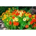 СЕМЕНА НАСТУРЦИЯ РАЙСКИЕ ПТИЦЫ, 1 Г GL SEEDS СЕМЕНА НАСТУРЦИЯ РАЙСКИЕ ПТИЦЫ, 1 Г GL SEEDS