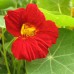 СЕМЕНА НАСТУРЦИЯ ЧЕРРИ РОУЗ, 1 Г GL SEEDS