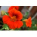 СЕМЕНА НАСТУРЦИЯ ЧЕРРИ РОУЗ, 1 Г GL SEEDS