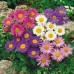 СЕМЕНА АСТРА АЛЬПИЙСКАЯ, 0,1 Г GL SEEDS СЕМЕНА АСТРА АЛЬПИЙСКАЯ, 0,1 Г GL SEEDS