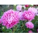 СЕМЕНА АСТРА "АМЕРИКАНСКАЯ КРАСАВИЦА", 0.3 Г GL SEEDS СЕМЕНА АСТРА "АМЕРИКАНСКАЯ КРАСАВИЦА", 0.3 Г GL SEEDS