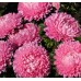СЕМЕНА АСТРА "АМЕРИКАНСКАЯ КРАСАВИЦА", 0.3 Г GL SEEDS СЕМЕНА АСТРА "АМЕРИКАНСКАЯ КРАСАВИЦА", 0.3 Г GL SEEDS