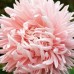 СЕМЕНА АСТРА АПОЛЛОНИЯ ШАМОА, 0.25 Г GL SEEDS СЕМЕНА АСТРА АПОЛЛОНИЯ ШАМОА, 0.25 Г GL SEEDS