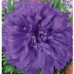 СЕМЕНА АСТРА АФИНА, 0.3 Г GL SEEDS