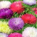 СЕМЕНА АСТРА "БОРДЮРНЫЕ КРАСАВИЦЫ", 0.3 Г GL SEEDS