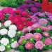 СЕМЕНА АСТРА "БОРДЮРНЫЕ КРАСАВИЦЫ", 0.3 Г GL SEEDS