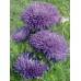 СЕМЕНА АСТРА "ГАЛА ВИОЛЕТ", 0.3 Г GL SEEDS