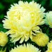 СЕМЕНА АСТРА ГОЛДЕН ТАУЭР, 0.3 Г GL SEEDS