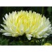 СЕМЕНА АСТРА ГОЛДЕН ТАУЭР, 0.3 Г GL SEEDS