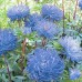 СЕМЕНА АСТРА ГОЛУБОЙ ВИХРЬ, 0.3 Г GL SEEDS СЕМЕНА АСТРА ГОЛУБОЙ ВИХРЬ, 0.3 Г GL SEEDS