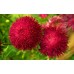 СЕМЕНА АСТРА ГРАНАТ, 0.2 Г GL SEEDS СЕМЕНА АСТРА ГРАНАТ, 0.2 Г GL SEEDS