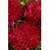 СЕМЕНА АСТРА "ДЖЕВЕЛ РЭД", 0.5 Г GL SEEDS СЕМЕНА АСТРА "ДЖЕВЕЛ РЭД", 0.5 Г GL SEEDS