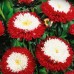 СЕМЕНА АСТРА ЗИМНЯЯ ВИШНЯ, 0.3 Г GL SEEDS