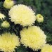 СЕМЕНА АСТРА "ЗОЛОТОЙ ДРАКОН", 0.3 Г GL SEEDS СЕМЕНА АСТРА "ЗОЛОТОЙ ДРАКОН", 0.3 Г GL SEEDS