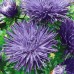 СЕМЕНА АСТРА "ИМПРЕССИЯ", 0.25 Г GL SEEDS СЕМЕНА АСТРА "ИМПРЕССИЯ", 0.25 Г GL SEEDS