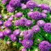 СЕМЕНА АСТРА "ИНДРА", 0.3 Г GL SEEDS СЕМЕНА АСТРА "ИНДРА", 0.3 Г GL SEEDS