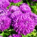 СЕМЕНА АСТРА "ИНДРА", 0.3 Г GL SEEDS СЕМЕНА АСТРА "ИНДРА", 0.3 Г GL SEEDS