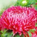 СЕМЕНА АСТРА "КИНГ САЙЗ", 0.3 Г GL SEEDS СЕМЕНА АСТРА "КИНГ САЙЗ", 0.3 Г GL SEEDS