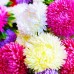 СЕМЕНА АСТРА МАЛЕНЬКАЯ КОРОЛЕВА, 0.3 Г GL SEEDS СЕМЕНА АСТРА МАЛЕНЬКАЯ КОРОЛЕВА, 0.3 Г GL SEEDS