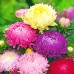 СЕМЕНА АСТРА МАЛЕНЬКАЯ КОРОЛЕВА, 0.3 Г GL SEEDS СЕМЕНА АСТРА МАЛЕНЬКАЯ КОРОЛЕВА, 0.3 Г GL SEEDS