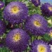 СЕМЕНА АСТРА "ПРИНЦЕССА ВЕРОНИКА", 0.3 Г GL SEEDS СЕМЕНА АСТРА "ПРИНЦЕССА ВЕРОНИКА", 0.3 Г GL SEEDS