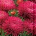 СЕМЕНА АСТРА "РУБИН", 0.2 Г GL SEEDS СЕМЕНА АСТРА "РУБИН", 0.2 Г GL SEEDS