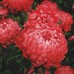 СЕМЕНА АСТРА "СЕРДЦЕ ФРАНЦИИ", 0.3 Г GL SEEDS СЕМЕНА АСТРА "СЕРДЦЕ ФРАНЦИИ", 0.3 Г GL SEEDS