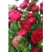 СЕМЕНА АСТРА "СЕРДЦЕ ФРАНЦИИ", 0.3 Г GL SEEDS СЕМЕНА АСТРА "СЕРДЦЕ ФРАНЦИИ", 0.3 Г GL SEEDS