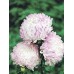 СЕМЕНА АСТРА "СОФИЯ", 0.3 Г GL SEEDS СЕМЕНА АСТРА "СОФИЯ", 0.3 Г GL SEEDS