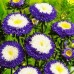 СЕМЕНА АСТРА "СУПРИМ БИКОЛОР", 0.3 Г GL SEEDS СЕМЕНА АСТРА "СУПРИМ БИКОЛОР", 0.3 Г GL SEEDS