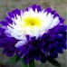 СЕМЕНА АСТРА "СУПРИМ БИКОЛОР", 0.3 Г GL SEEDS СЕМЕНА АСТРА "СУПРИМ БИКОЛОР", 0.3 Г GL SEEDS