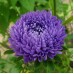 СЕМЕНА АСТРА "ФЛАМИР", 0.3 Г GL SEEDS СЕМЕНА АСТРА "ФЛАМИР", 0.3 Г GL SEEDS
