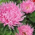 СЕМЕНА АСТРА "ШИНШИЛЛА", 0.3 Г GL SEEDS СЕМЕНА АСТРА "ШИНШИЛЛА", 0.3 Г GL SEEDS