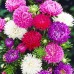 СЕМЕНА АСТРА "ШКОЛЬНЫЙ БУКЕТ", 1 Г GL SEEDS СЕМЕНА АСТРА "ШКОЛЬНЫЙ БУКЕТ", 1 Г GL SEEDS