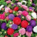 СЕМЕНА АСТРА КРЕСТЕЛЛА MIX, 0.3 Г GL SEEDS СЕМЕНА АСТРА КРЕСТЕЛЛА MIX, 0.3 Г GL SEEDS