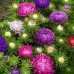 СЕМЕНА АСТРА "КОРОЛЕВА РЫНКА", 0.5 Г GL SEEDS СЕМЕНА АСТРА "КОРОЛЕВА РЫНКА", 0.5 Г GL SEEDS
