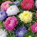СЕМЕНА АСТРА "КОРОЛЕВА РЫНКА", 0.5 Г GL SEEDS СЕМЕНА АСТРА "КОРОЛЕВА РЫНКА", 0.5 Г GL SEEDS