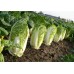 СЕМЕНА КАПУСТА ПЕКИНСКАЯ "МАНОКО F1", 15 ШТ. LEDAAGRO СЕМЕНА КАПУСТА ПЕКИНСКАЯ "МАНОКО F1", 15 ШТ. LEDAAGRO