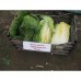 СЕМЕНА КАПУСТА ПЕКИНСКАЯ "ТАБАЛУГА F1", 15 ШТ LEDAAGRO
