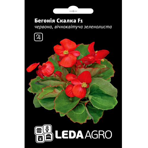 СЕМЕНА БЕГОНИЯ "СКАЛКА F1", 10 ШТ. LEDAAGRO