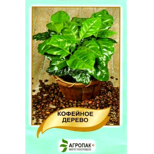 СЕМЕНА КОФЕЙНОЕ ДЕРЕВО, 5 ШТ АГРОПАК
