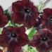 СЕМЕНА ПЕТУНИЯ БАРХАТНАЯ РОЗА F1, 5 ШТ. GL SEEDS СЕМЕНА ПЕТУНИЯ БАРХАТНАЯ РОЗА F1, 5 ШТ. GL SEEDS