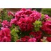 СЕМЕНА ПЕТУНИЯ БОГЕМА F1, 5 ШТ. GL SEEDS