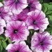 СЕМЕНА ПЕТУНИЯ БРИГИТТА F1, 10 ШТ. GL SEEDS СЕМЕНА ПЕТУНИЯ БРИГИТТА F1, 10 ШТ. GL SEEDS