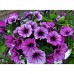 СЕМЕНА ПЕТУНИЯ БРИГИТТА F1, 10 ШТ. GL SEEDS СЕМЕНА ПЕТУНИЯ БРИГИТТА F1, 10 ШТ. GL SEEDS